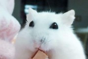 如何正确饲养银狐仓鼠（学习银狐仓鼠的饮食、生活和健康保健，让你的宠物更健康）