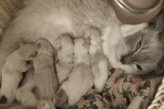母猫的繁殖周期与生产时间（探究母猫的生育时间及其相关因素）