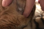 京巴大老是掉毛的原因及解决方法（揭秘京巴大老掉毛的真相，让你的爱宠不再困扰）