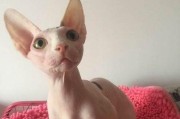 加拿大无毛猫的饲养指南（打造健康快乐的无毛猫宠物生活）