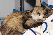 猫为何突然食欲不振？（探究猫突然进食很少的原因和解决方法）