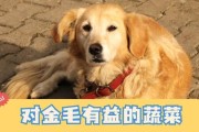 金毛犬炎症护理指南（药物治疗及其他护理方法助您金毛宠物恢复健康）