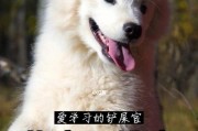 萨摩犬6个月大时的饮食指南（为你的小犬提供健康均衡的饮食）
