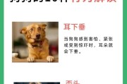 养狗初学者必知的几个小知识（新手养狗，为你解答养狗的一些常见问题）