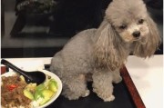 小泰迪为何以吃仓鼠为主（探究小泰迪对仓鼠的食欲和动机）