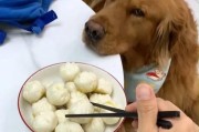 狗狗吃醋的表现及解决方法（揭秘狗狗嫉妒的行为，让它们快乐与和谐共处）