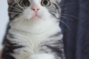 《探秘美国短毛猫的五大养育优点》（以公认最好养的宠物，让美国短毛猫成为家人的理由）