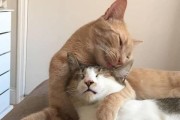 猫为什么会舔脖子？（揭开猫咪舔脖子的奥秘）