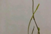 爱尔兰梗宠物养护指南（以爱尔兰梗的饲养方法为主题，让你成为爱尔兰梗的好主人）