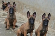 以马犬立耳的过程及特点（探索以马犬立耳的时间和方法，了解立耳后的特点与注意事项）