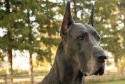 了解大丹犬（以宠物为主的家庭必读指南）