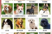 如何给狗狗取好名字？（狗狗取名大全分享）