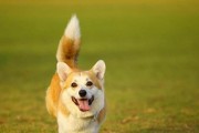 柯基犬（探秘柯基犬的独特魅力与特点）