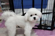 如何合理饲养比熊狗狗？（打造健康快乐的比熊宠物家庭）