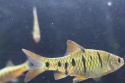 以黑裙鱼为主的混养鱼类，营造和谐水族箱生态系统（探索适合与黑裙鱼混养的品种及关键要点）