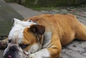 缓解英国斗牛犬拉稀的有效方法（15招让你的狗狗肠胃恢复健康）