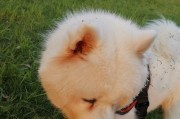 探秘以萨摩耶的名字之谜（为你的萨摩耶取什么名字合适？）
