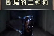 以没有尾巴的狗为主题的文章（探索无尾狗品种的特点与起源）