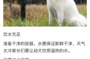 国内适合饲养的宠物种类大盘点（宠物家庭的选择烦恼，你家能养什么？）