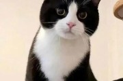揭秘猫咪眼睛的秘密，宠主都未知！（探索猫咪眼睛的神奇之处，揭开它们的秘密！）
