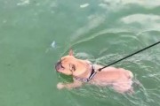 法斗拉肚子怎么办？——解决法国斗牛犬拉稀的有效方法（法国斗牛犬拉稀原因分析及相关治疗建议）