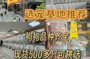 以英短蓝猫为主的肉食喂养方法（提供健康肉类饮食给你的英短蓝猫，确保其营养均衡与生机勃勃）