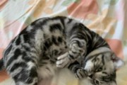 美短猫的亲人特质（探寻美短猫喜爱粘人的原因）