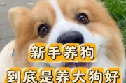 如何正确饲养狗狗？（狗狗的健康和幸福离不开这些关键要素）