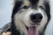狗狗疫苗保护它的健康（了解疫苗的重要性，确保你的狗狗安全无忧）