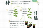 荷叶陆龟的饲养方法（打造健康活泼的小宠物）