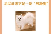 博美犬成长周期及关键因素分析（从小毛球到成熟宠物）