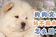 突然不想养狗狗了，该怎么办？（面对养宠物的困惑，如何妥善处理）