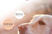 三个月大泰迪的饮食指南（选择颗粒较小的幼犬粮，给泰迪宝宝健康成长）