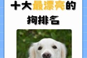 寻找一只萌萌的萨摩耶，给它取一个独特的名字（以萨摩耶取名为主题的创意取名指南）