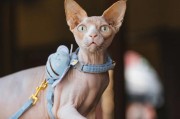 无毛猫品种及特点（探索无毛猫的魅力与适应性）