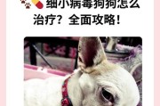 小狗中毒的症状和治疗方法（揭秘狗狗中毒的细小症状，提供科学有效的治疗方法）