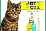 狸花猫的成长奇迹（探秘狸花猫从小到大的成长之路）