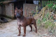 中国独有猛犬—川东猎犬（揭示国内猎狗优秀品种的养殖与训练）