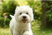 养大型狗白长毛，饮食需注意什么？（白长毛犬食谱、营养需求及喂养技巧详解）