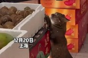 猫可以吃哪些水果？（猫咪的健康与水果饮食）