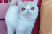 探秘加菲猫——这个让人欢乐的宠物猫种（加菲猫）