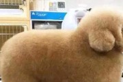 以泰迪生宝宝的注意事项（了解泰迪犬的繁殖需注意哪些事项）