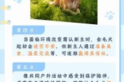 如何训练金毛幼犬成为优秀的伴侣犬（培养金毛幼犬的良好行为习惯，打造忠诚友善的宠物）