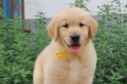 如何正确喂养幼犬金毛（金毛幼犬的饮食、运动和训练）