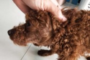 杜高犬皮肤病的治疗方法及药物推荐（以药物治疗为主的杜高犬皮肤病防治措施）