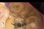 猫的宫缩（探秘猫为什么会宫缩的奥秘）