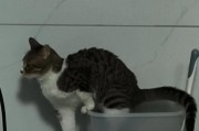 小猫为什么会拉肚子？（探究小猫拉肚子的原因和解决方法）