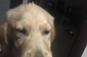 为什么狗狗晚上眼睛不发亮？（探究狗狗眼睛发亮的原因及晚上不发亮的原因）