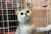 猫咪繁殖的注意事项（确保猫咪健康繁衍的关键要素）