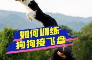 如何有效训练你的爱犬？（提高狗狗服从度的必备技巧）